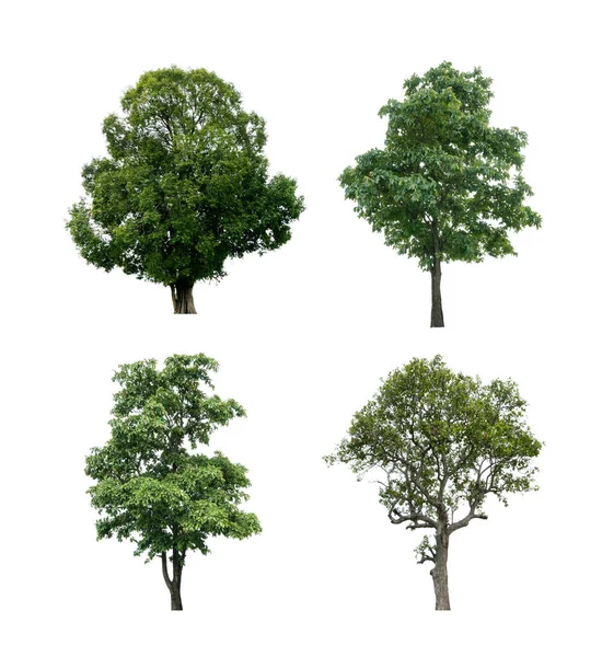 Collection of tree isolated on white. — Stock Photo, Image
