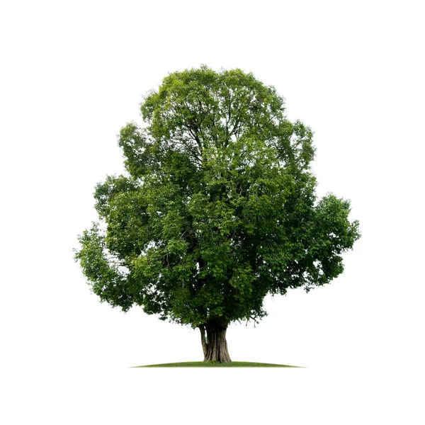 Tree isolated on white. — Stock Image Tree isolated on white. Stock Photo