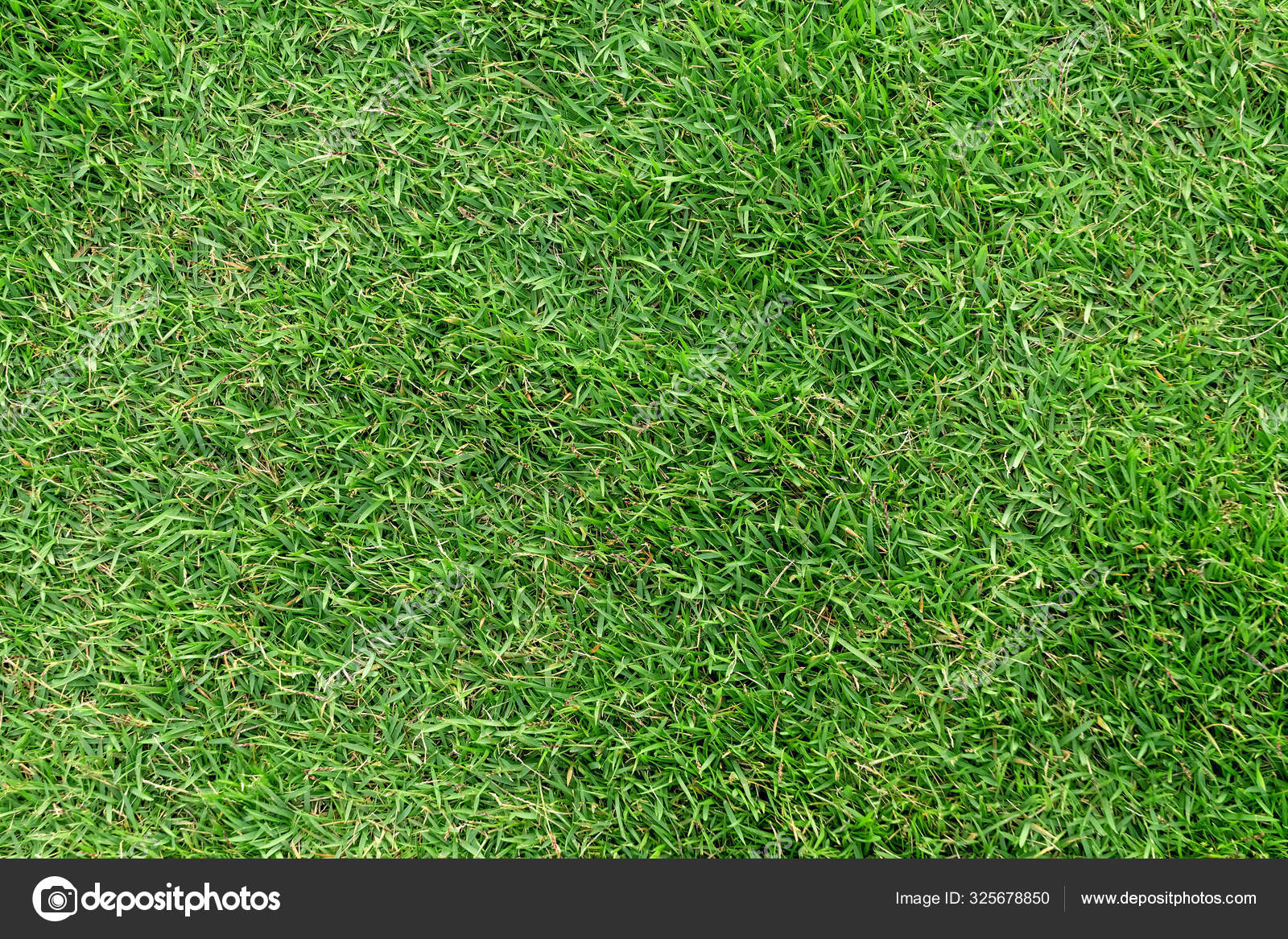 Green grass texture for background. Green lawn pattern and textu Stock  Photo by © 325678850
