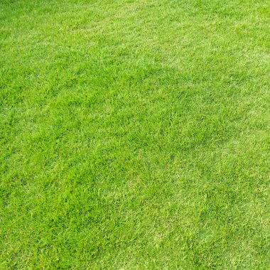 Arka plan için yeşil çim dokusu. Yeşil çim desen ve textu