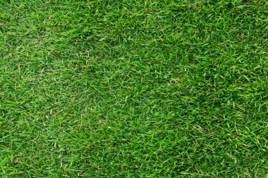 Arka plan için yeşil çim dokusu. Yeşil çim desen ve textu