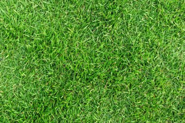 Arka plan için yeşil çim dokusu. Yeşil çim desen ve textu