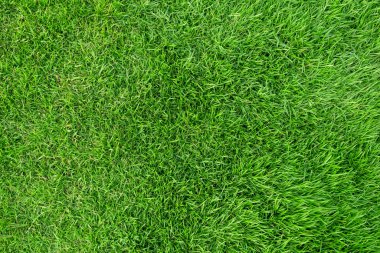 Arka plan için yeşil çim dokusu. Yeşil çim desen ve textu