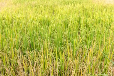 Yağmur mevsiminde tarlada çeltik pirinç.