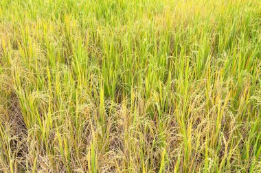 Yağmur mevsiminde tarlada çeltik pirinç.