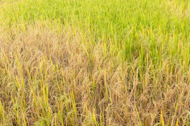 Yağmur mevsiminde tarlada çeltik pirinç.