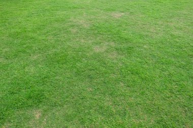 Arka plan için yeşil çim dokusu. Yeşil çim desen ve textu