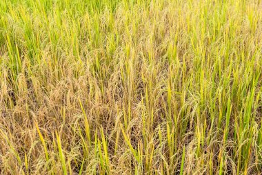 Yağmur mevsiminde tarlada çeltik pirinç.