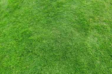 Arka plan için yeşil çim dokusu. Yeşil çim desen ve textu