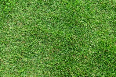 Arka plan için yeşil çim dokusu. Yeşil çim desen ve textu