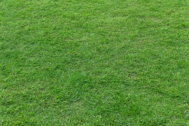 Arka plan için yeşil çim dokusu. Yeşil çim desen ve textu