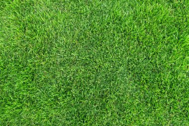 Arka plan için yeşil çim dokusu. Yeşil çim desen ve textu