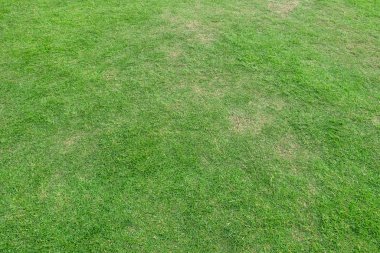 Arka plan için yeşil çim dokusu. Yeşil çim desen ve textu