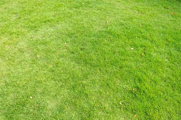 Green grass texture for background. Green lawn pattern and textu — Stock Photo, Image