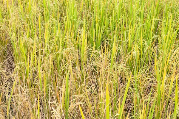 Arroz con cáscara en el campo en temporada de lluvias . —  Fotos de Stock