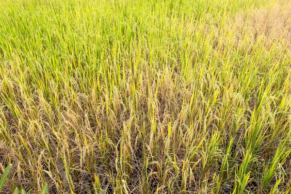 Paddy rice in field in rainy season. — Stock Photo, Image