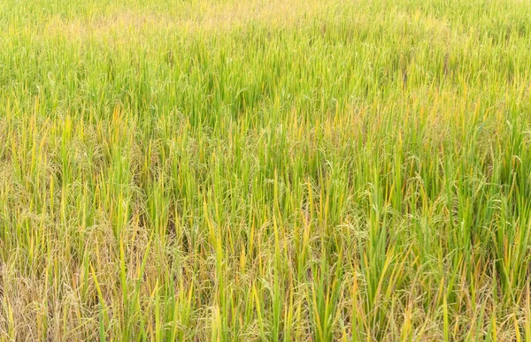 Рис Падді в полі в сезон дощів . — стокове фото
