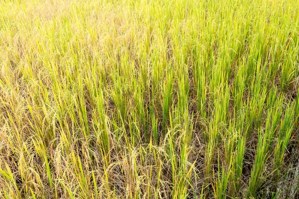 Riz paddy dans les champs en saison des pluies . — Photo