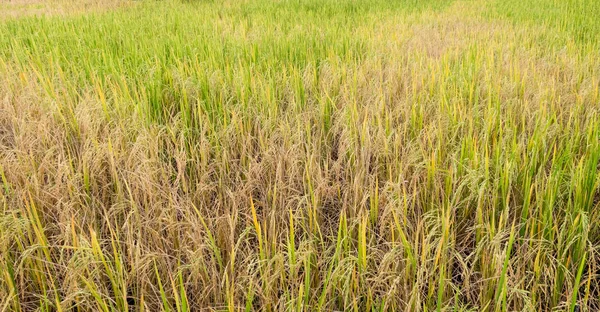 Paddy rice in field in rainy season. — Stock Photo, Image