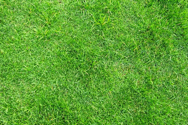 Zelená tráva vzor a textura pro pozadí. — Stock fotografie