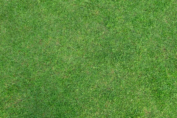 Зелена трава візерунок і текстура для тла . — стокове фото
