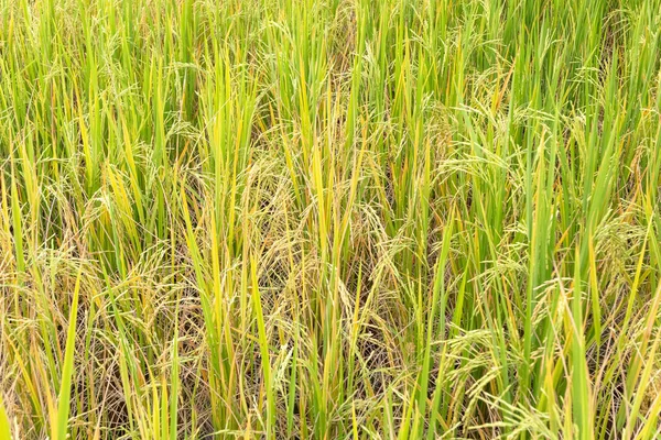 Paddy rice in field in rainy season. — Stock Photo, Image