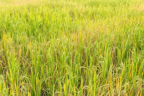 Arroz paddy em campo na estação chuvosa . — Fotografia de Stock