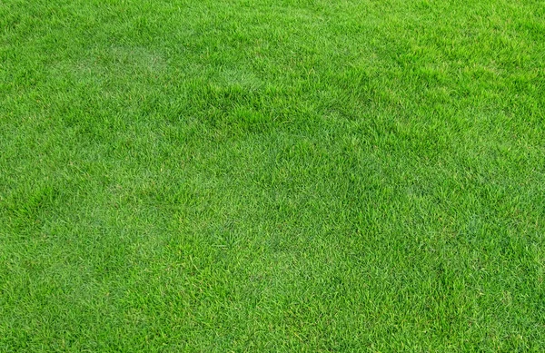 Grönt gräs mönster och struktur för bakgrund. — Stockfoto