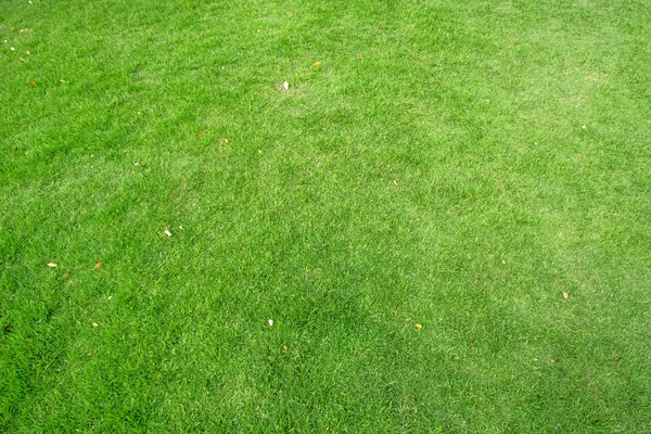 Zelená tráva textury pro pozadí. Zelený trávník vzor a textu — Stock fotografie