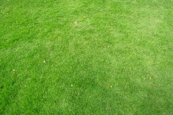 Groen gras het patroon voor de achtergrond. Groen gazon patroon en textu — Stockfoto