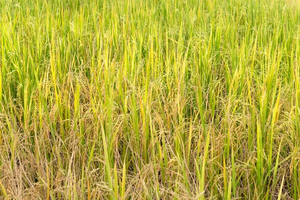 Arroz paddy em campo na estação chuvosa . — Fotografia de Stock