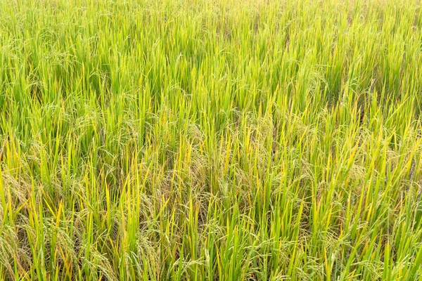 Riz paddy dans les champs en saison des pluies . — Photo