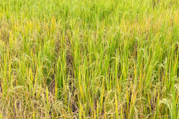 Arroz paddy em campo na estação chuvosa . — Fotografia de Stock