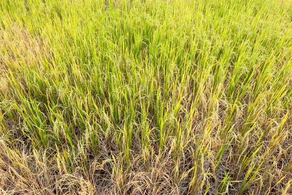 Paddy rice in field in rainy season. — Stock Photo, Image