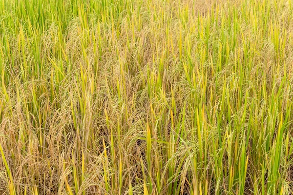 Arroz paddy em campo na estação chuvosa . — Fotografia de Stock