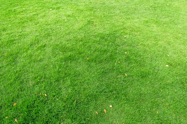 Zielona łąka dla boiska do piłki nożnej. — Zdjęcie stockowe