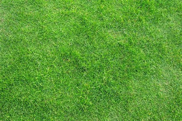 Textura de grama verde para fundo. Padrão de gramado verde e textu — Fotografia de Stock