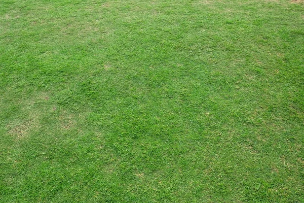 Zielona trawa tekstura tło. Wzór zielony trawnik i textu — Zdjęcie stockowe