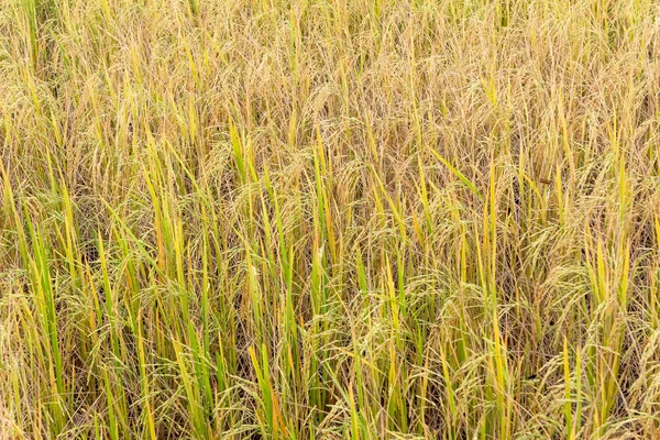 Arroz paddy em campo na estação chuvosa . — Fotografia de Stock