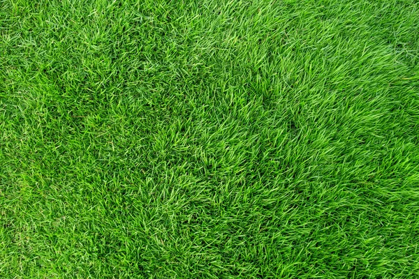 Green grass texture for background. Green lawn pattern and textu