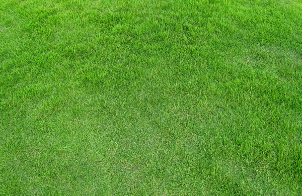 背景の緑の草のテクスチャです。緑の芝生のパターンと textu — ストック写真
