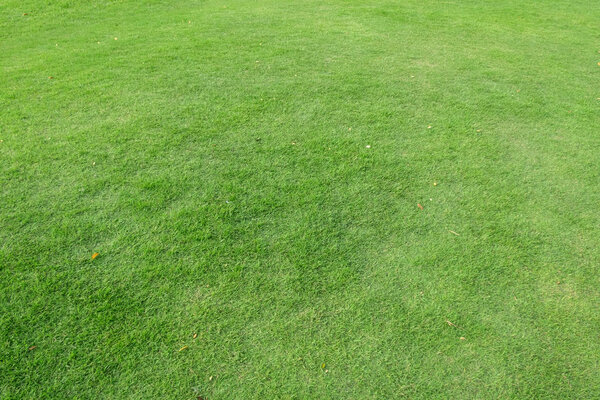 Green grass texture for background. Green lawn pattern and textu