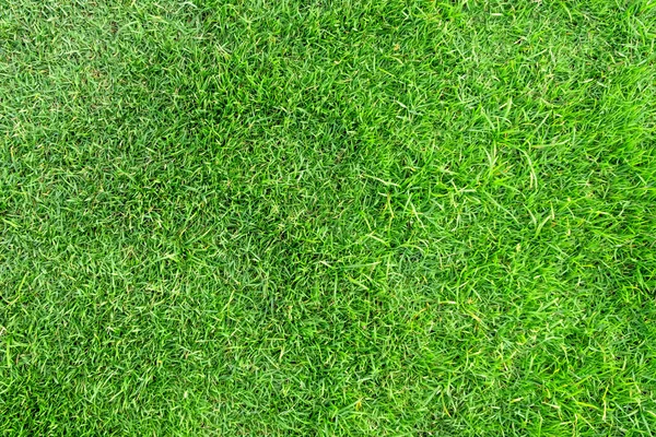 Textura de hierba verde para el fondo. Patrón de césped verde y textu —  Fotos de Stock