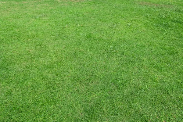 Arka plan için yeşil çim dokusu. Yeşil çim desen ve textu — Stok fotoğraf