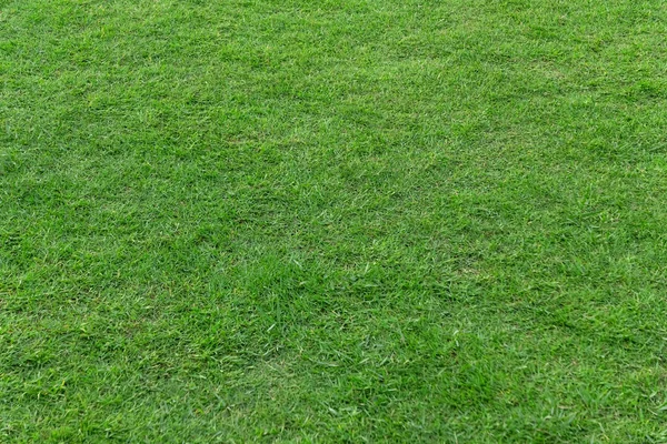 Tekstur rumput hijau untuk latar belakang. Pola halaman hijau dan textu — Stok Foto