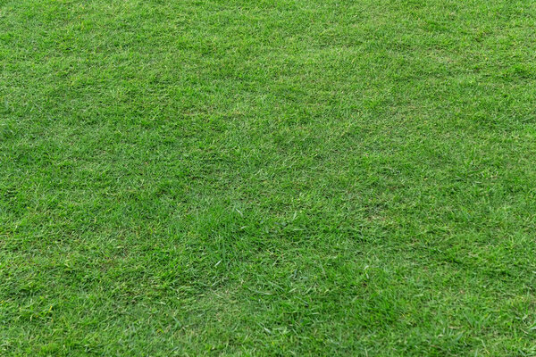 Green grass texture for background. Green lawn pattern and textu