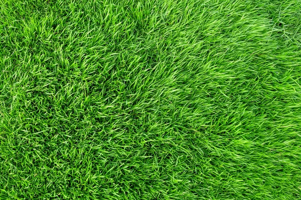 Texture herbe verte pour le fond. Modèle de pelouse verte et textu — Photo