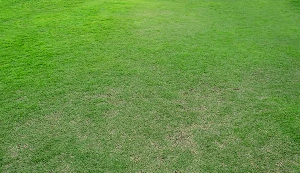 Textura de grama verde para fundo. Padrão de gramado verde e textu — Fotografia de Stock