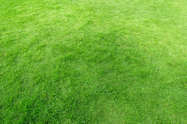 Grünes Gras Textur für Hintergrund. Muster und Textur des grünen Rasens — Stockfoto
