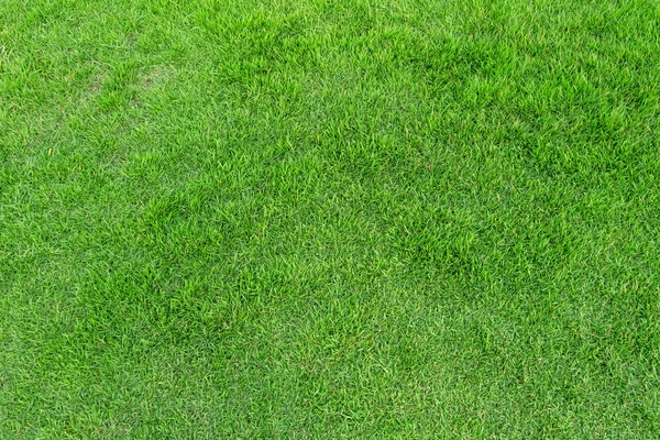 背景の緑の草のテクスチャです。緑の芝生のパターンと textu — ストック写真